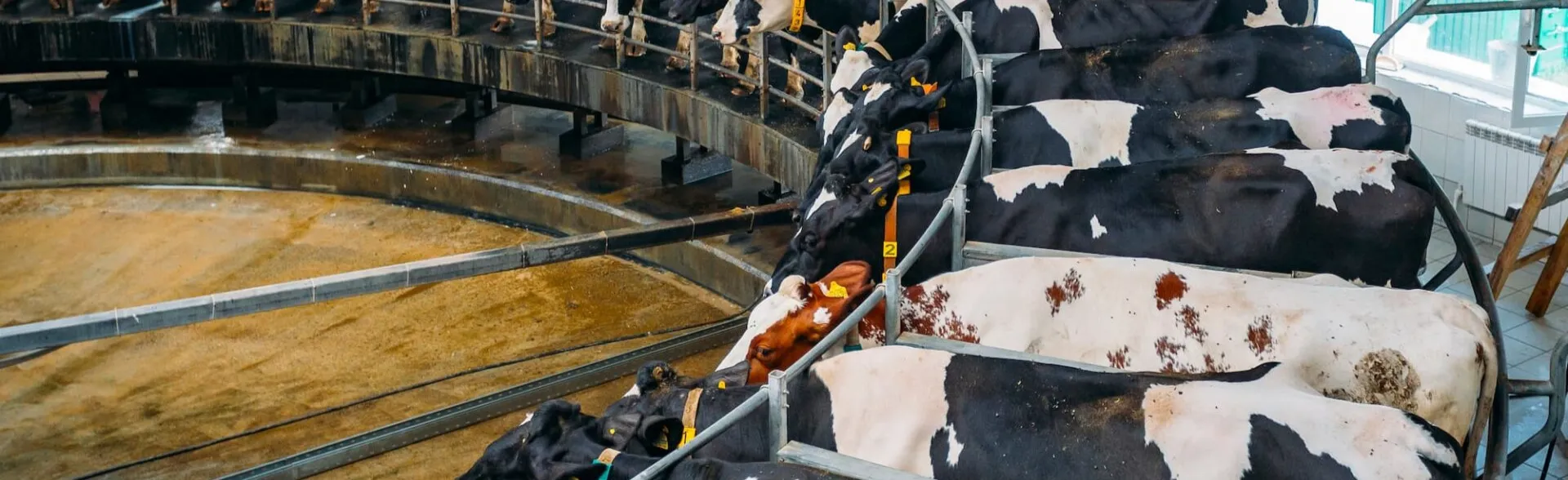 Dairy cows standing on a clean, modern rotary milking platform during automated parlor processing.